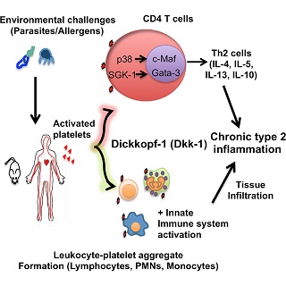 Staph's activation of blood clotting, VUMC Reporter