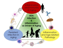 Infection and Inflammation as Drivers of Aging (IIDA)